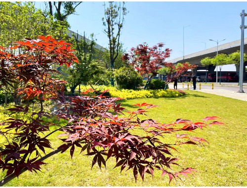 延安公路绿化工程中标