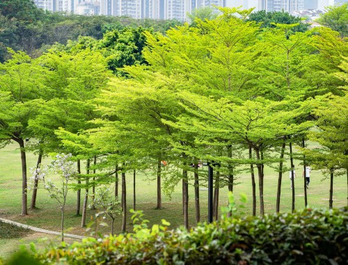 越南城市绿化树类排名