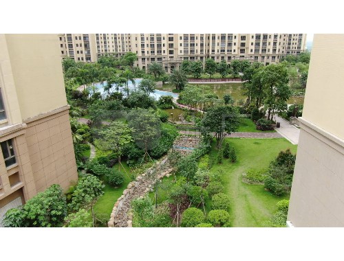 新疆城市绿化榆树