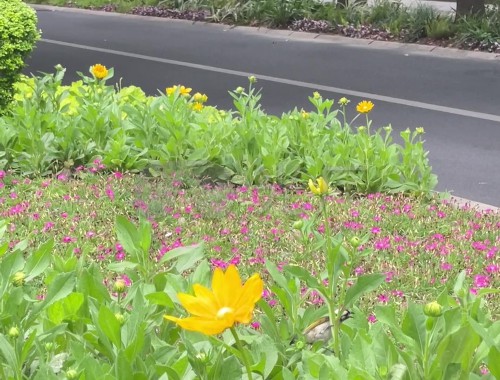 汝州城市道路两边的绿化归谁管