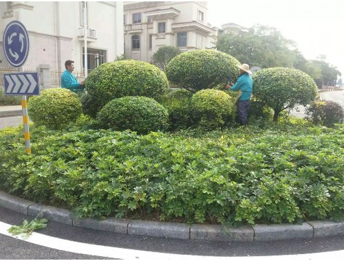 张家港市政绿化种植土单价