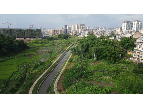 园林绿化工程采购香樟